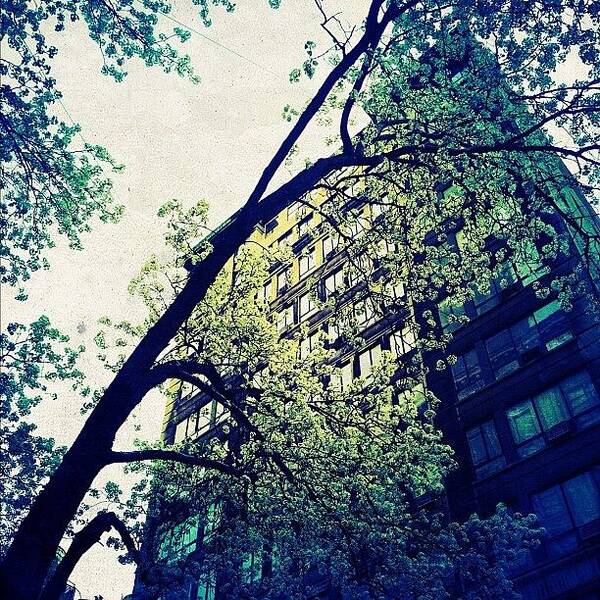 Navema Art Print featuring the photograph Spring In Manhattan by Natasha Marco