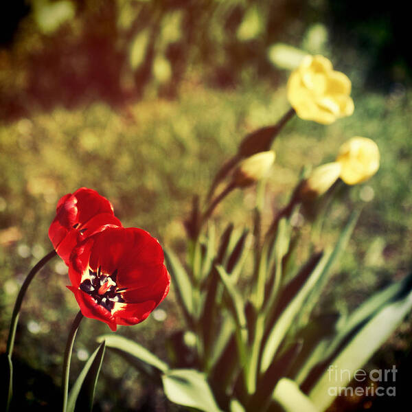 Tulips Art Print featuring the photograph Spring tulips by Silvia Ganora