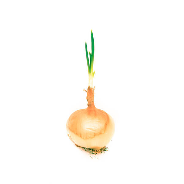 Allium Art Print featuring the photograph Sprouting onion by Tom Gowanlock