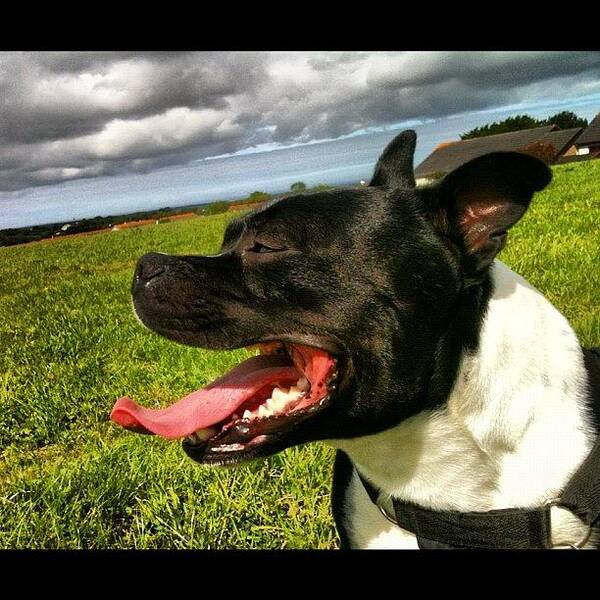 Clouds Art Print featuring the photograph #staffy #staffordshirebullterrior by Sophie Jones