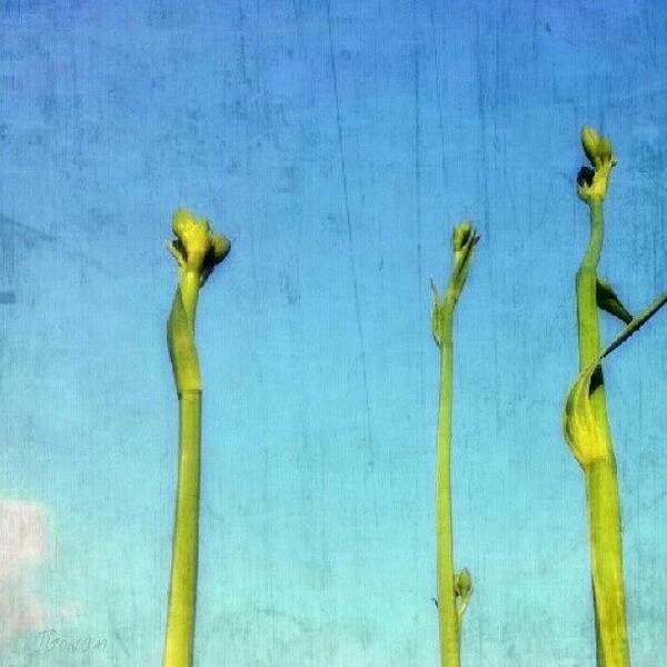 Clearsky Art Print featuring the photograph #stems #stem #lily #buds #bud #tall by Jess Gowan