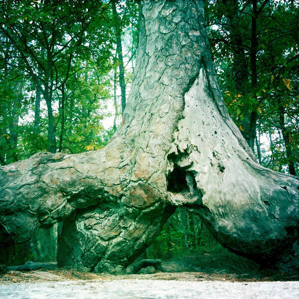 Tree Art Print featuring the photograph Stone Mountain Tree by Brian Kirchner