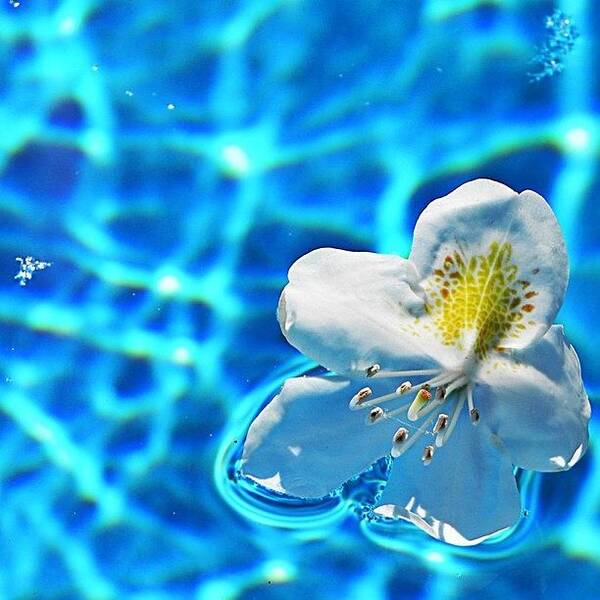 Summer Art Print featuring the photograph Summer Lovin #flower #pool #water by Jessie Schafer