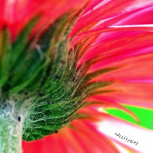 Macro_family Art Print featuring the photograph Sunday Kinda Love 💋 by Dccitygirl WDC