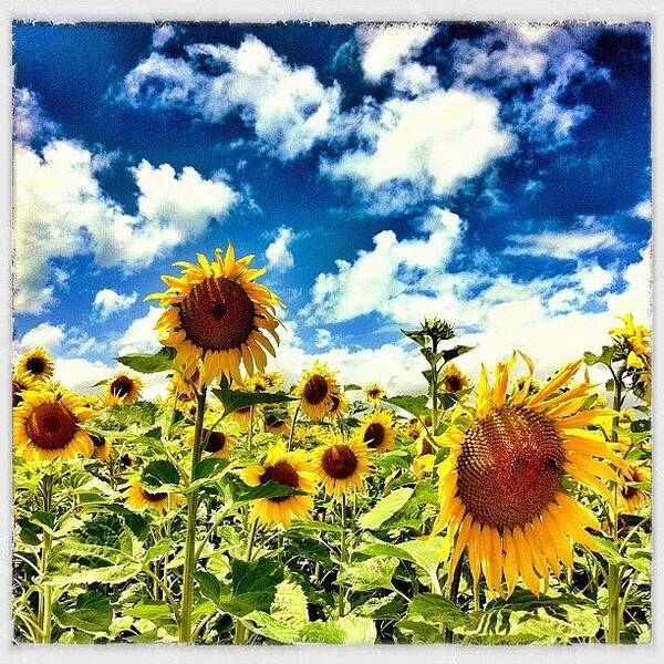 Summer Art Print featuring the photograph Sunflowers! by Urs Steiner