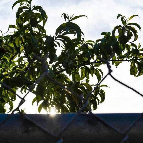 Beautiful Art Print featuring the photograph Sunset Through The Vines. #sunset #sun by Becca Watters