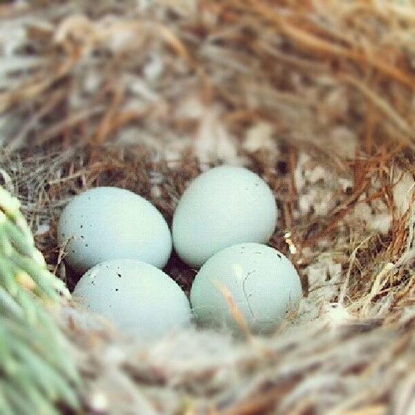 Blue Art Print featuring the photograph Sweet Robin's Egg Nest by Holly Sharpe-moore