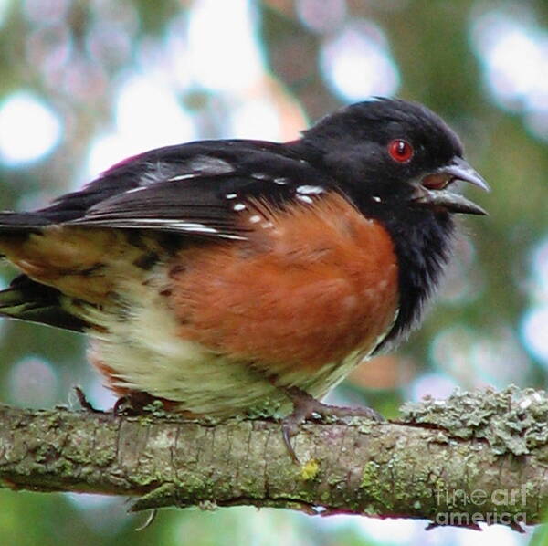Birds Art Print featuring the photograph Talkative Spotted Towhee by Rory Siegel