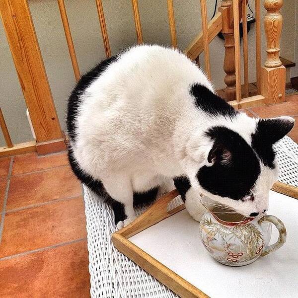 Beautiful Art Print featuring the photograph The Cat Who Came To Tea #cat by Shelley Walsh