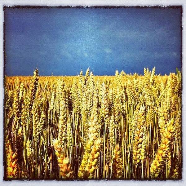 Summer Art Print featuring the photograph The Field by Urs Steiner