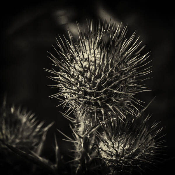 Thistle Art Print featuring the photograph Thistle by Kate Hannon