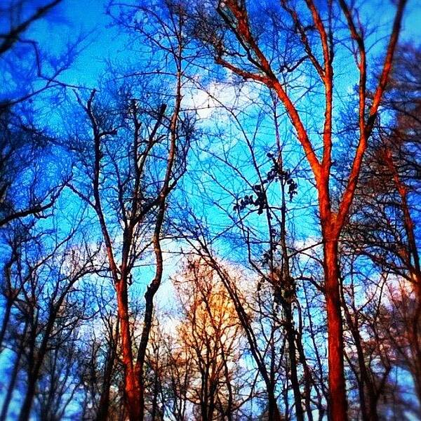 Sunkissed Art Print featuring the photograph #trees #bluesky #sky #instagram by Aaron Justice