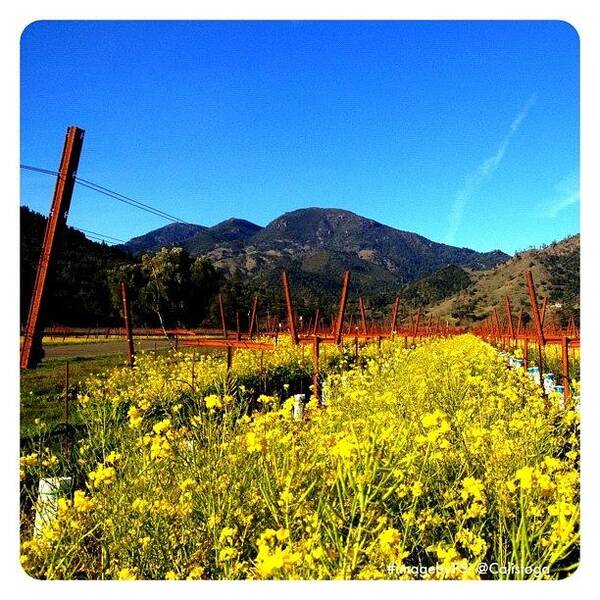 Beautiful Art Print featuring the photograph Vineyard View With Mustard by Peter Stetson