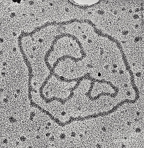 Transmission Electron Micrograph Art Print featuring the photograph Viral Dna Rings by Photo Researchers, Inc.