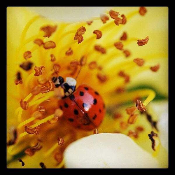 Ladybug Art Print featuring the photograph Visit To Washington Park Rose Garden 5 by Christopher Hughes