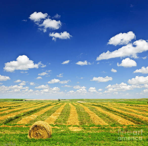Agriculture Art Print featuring the photograph Wheat farm field at harvest by Elena Elisseeva