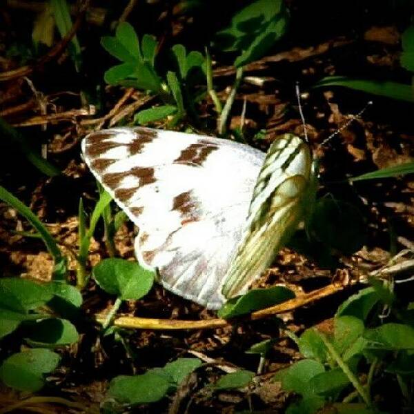  Art Print featuring the photograph White Butterfly by James Granberry