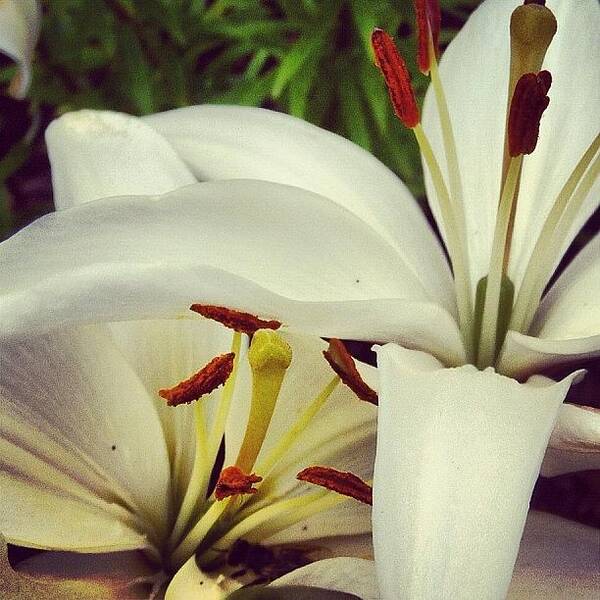 Beautiful Art Print featuring the photograph #white #daylily #green #flowers #lily by Cassidy Taylor
