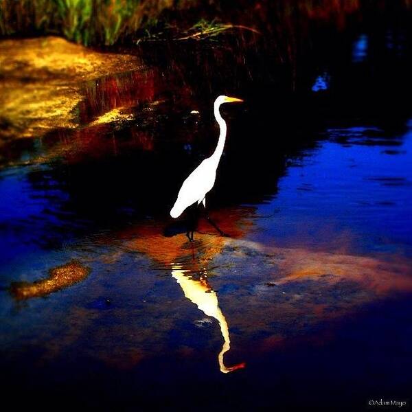 Instagrammer Art Print featuring the photograph White Heron - Wading Through The Marsh by Photography By Boopero