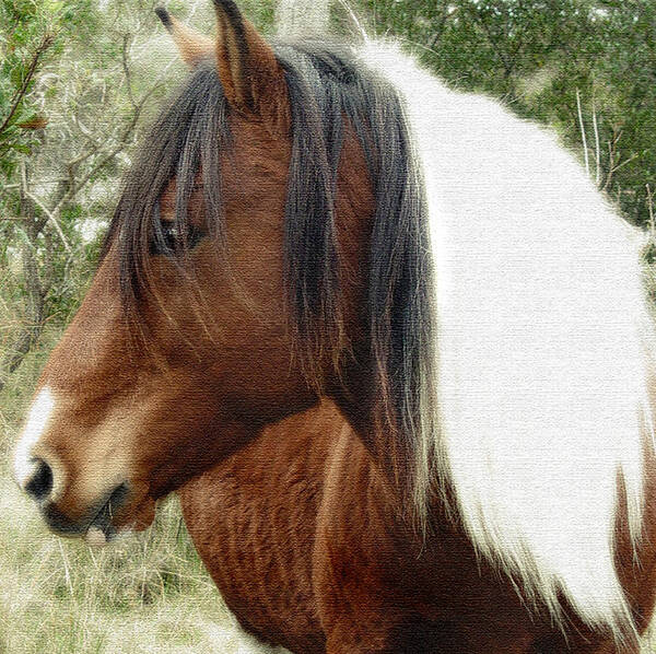 Horse Art Print featuring the photograph Wild Horse by Marilyn Marchant