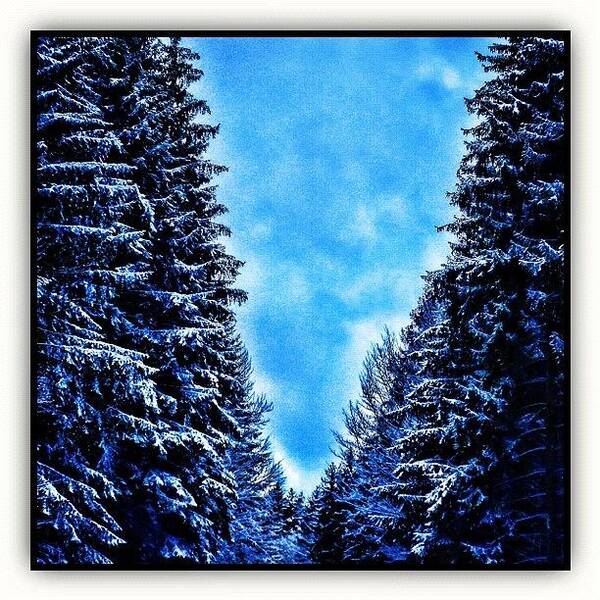Instaaah Art Print featuring the photograph Winter Forest by Paul Cutright