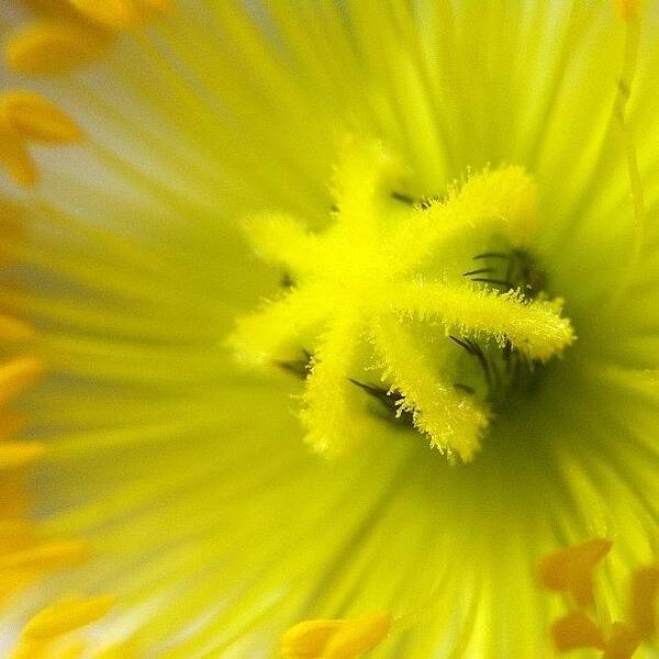 Ig_macro Art Print featuring the photograph Yellow Poppy Core by Gary Stasiuk