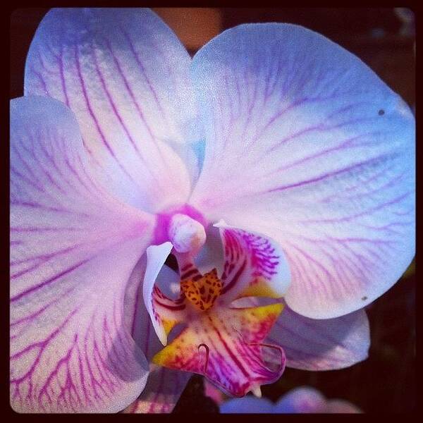  Art Print featuring the photograph Yes. One More Orchid by Brett Stoddart