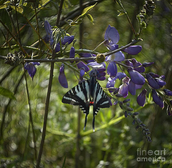 Insect Art Print featuring the photograph Zebra Swallowtail Butterfly 2 by Donna Brown