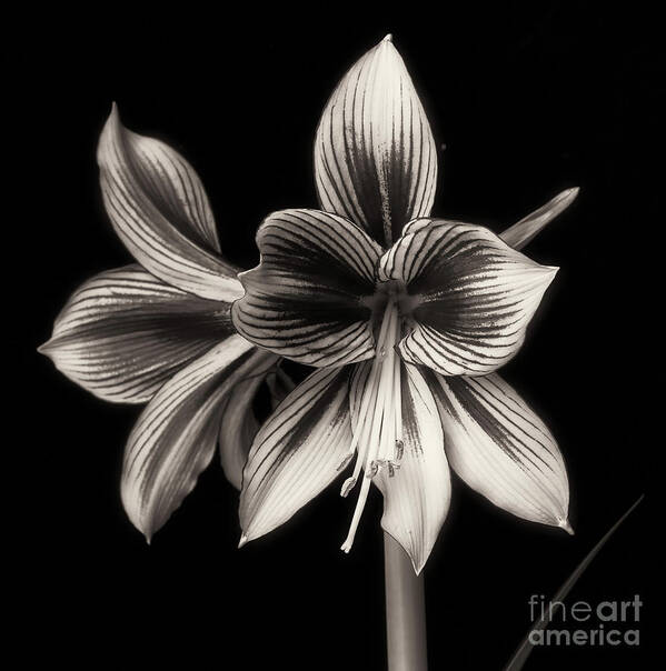 Amaryllis Art Print featuring the photograph Amaryllis 'Papilio Improved' #1 by Ann Jacobson