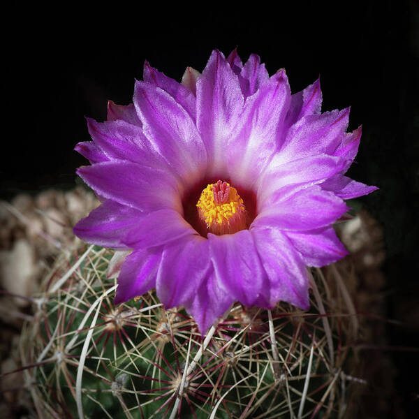 Cactus Art Print featuring the photograph Cactus Flower #1 by Catherine Lau