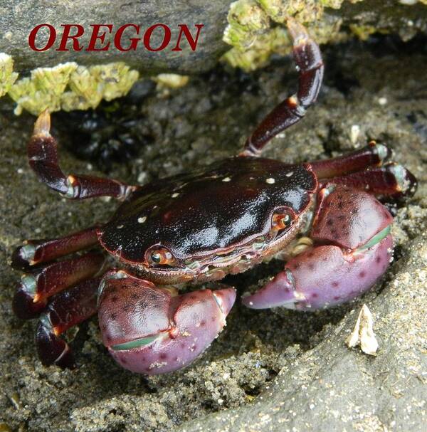 Crab Art Print featuring the photograph Cute Crab #2 by Gallery Of Hope 