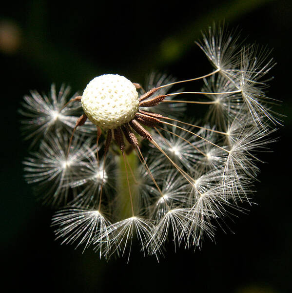 Dandelion Art Print featuring the photograph Dandelion #1 by PIXELS XPOSED Ralph A Ledergerber Photography