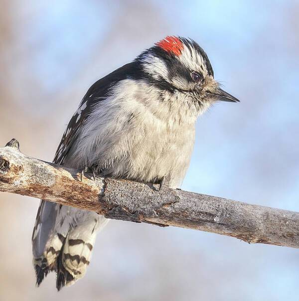 Woodpecker Art Print featuring the photograph Downy Woodpecker on a cold day in Minnesota by Jim Hughes