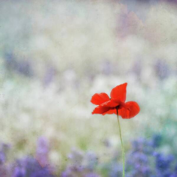 Flower Art Print featuring the photograph I Wish #1 by Robin Dickinson
