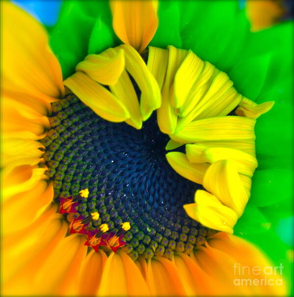 Photograph Of Sunflower Art Print featuring the photograph In the Beginning #1 by Gwyn Newcombe