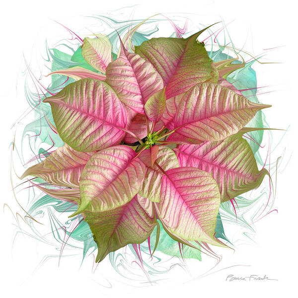 Holiday Art Print featuring the photograph Jubilant Poinsettia #1 by Bruce Frank
