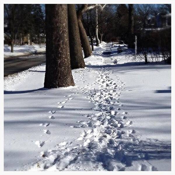 Mobileprints Art Print featuring the photograph Pet Prints In The Snow - Color by Frank J Casella