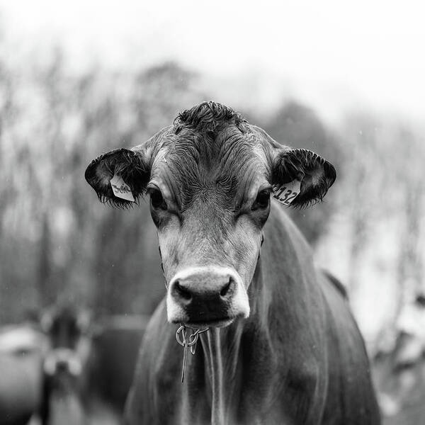 Livestock Art Print featuring the photograph Portrait of a dairy cow in the rain Stowe Vermont #1 by Edward Fielding