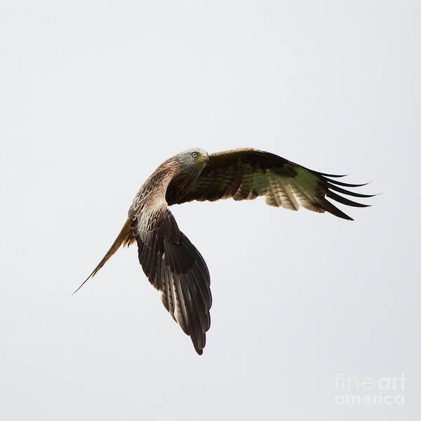 Red Kite Art Print featuring the photograph Red Kite in flight #1 by Maria Gaellman
