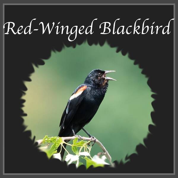 Red-winged Blackbird Art Print featuring the photograph Red-Winged Blackbird by Holden The Moment