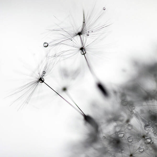 Dandelions Art Print featuring the photograph Standing Tall #1 by Rebecca Cozart