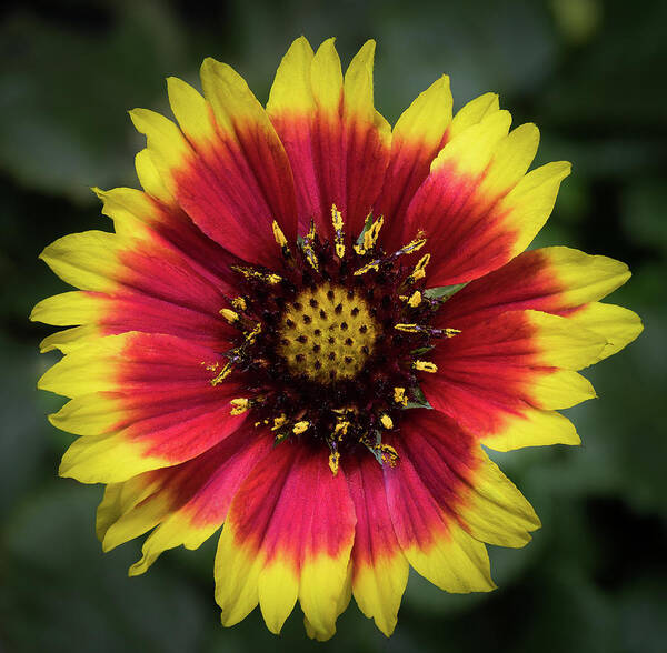 Flower Art Print featuring the photograph Sunflower #2 by Ed Clark