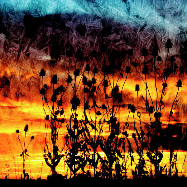 Duras Art Print featuring the photograph Teasel Silhouette at Sunset. #1 by John Paul Cullen