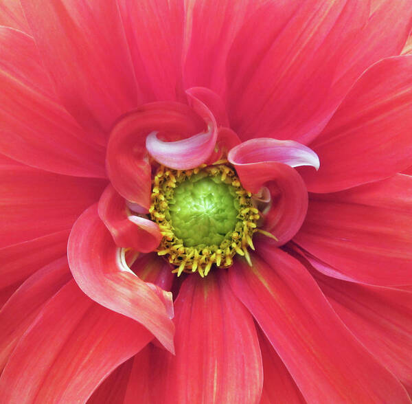 Photograph Of Dahlia Art Print featuring the photograph The Dahlia #1 by Gwyn Newcombe