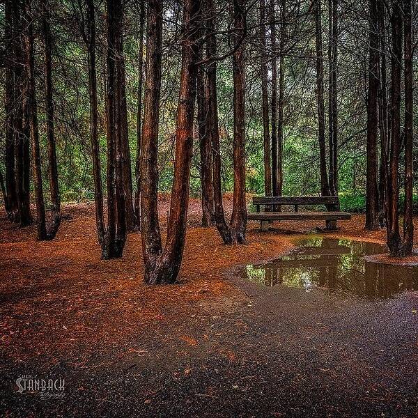 Beautiful Art Print featuring the photograph The Day It Rained In The Park, Under #1 by Ken Stanback