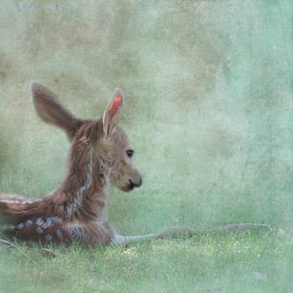 Fawn Art Print featuring the photograph Tranquil by Sally Banfill
