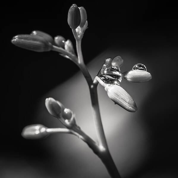 Plant Art Print featuring the photograph Water drops #1 by Emilio Portuondo