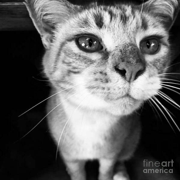 Feline Art Print featuring the photograph Who me? #1 by Rabiah Seminole