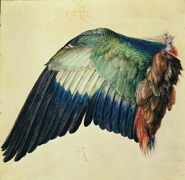 Albrecht Durer Art Print featuring the painting Wing Of A Blue Roller by Albrecht Durer