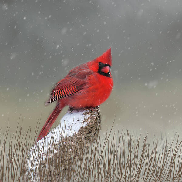 Cardinal Art Print featuring the photograph Winter Cardinal #1 by Cathy Kovarik